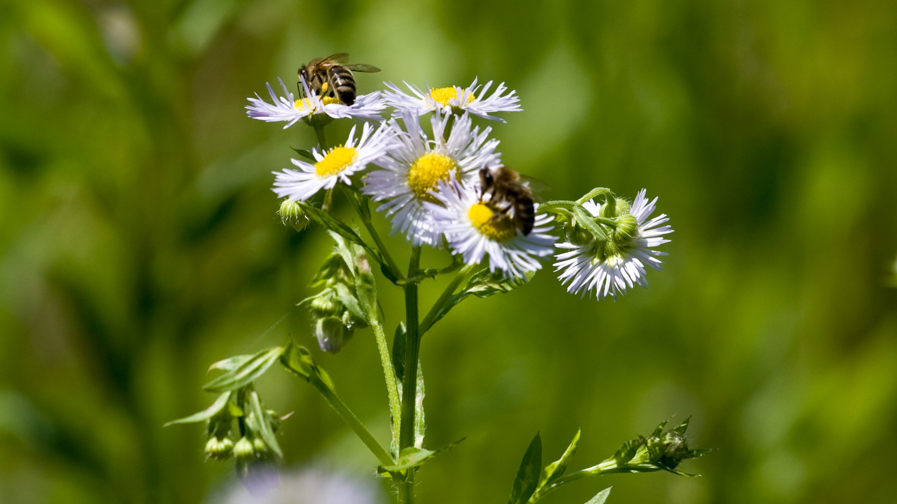photo-dandelion-bee